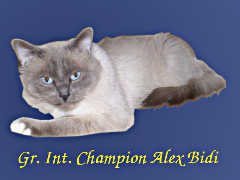 Gr. Int. Champion Alex Bidi